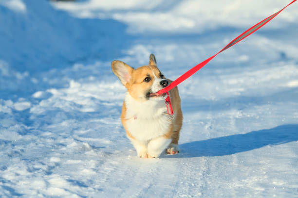 freche niedliche ingwer welpen hund corgi geht im weißen schnee auf der straße im park im winter und zieht die leine mit den zähnen - snow park road cold stock-fotos und bilder