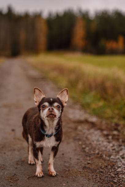 istock Cute chihuahua outdoors in nature 1182607879