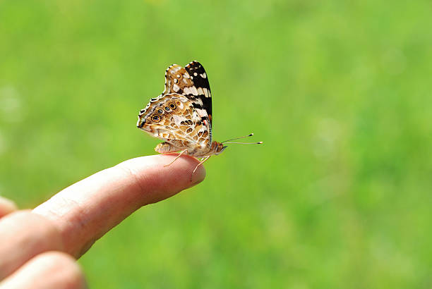 istock butterfly sitting on tip of a human finger 118260819