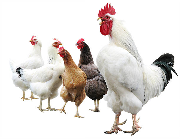 istock white cock and hens isolated 118261140