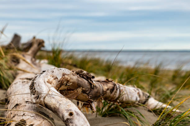 Driftwood and weathered trees on Jekyll Island Georgia coast