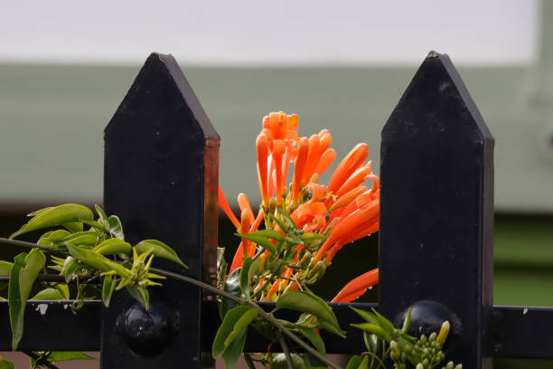 Orange trumpet blossmoing in sunlight