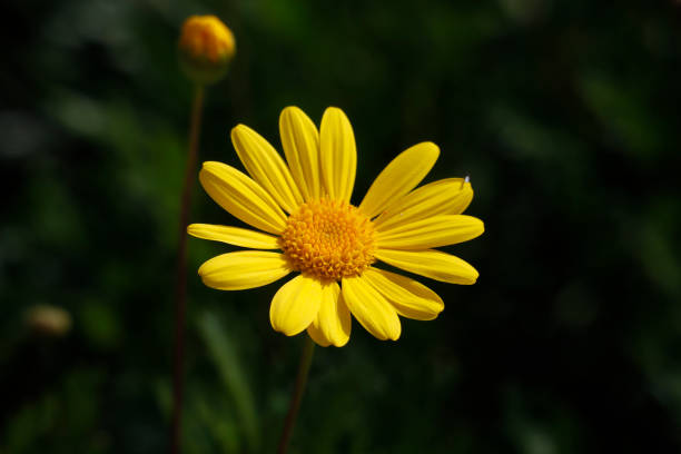 istock Yellow daisy blossoming in sunlight 1182613114