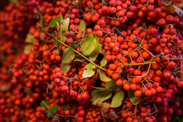 Freshly harvested rowanberries for making jam