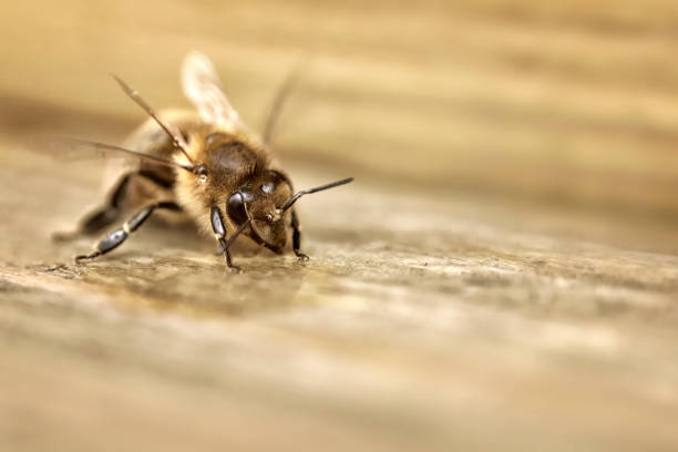istock honey bee in front of wooden beehive 1182613596