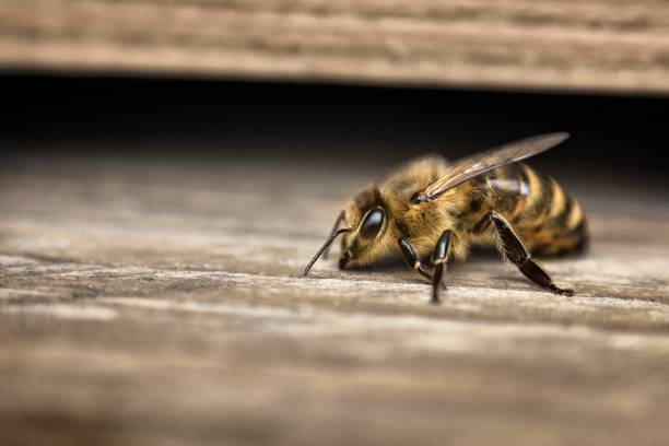 honey bee in front of wooden beehive