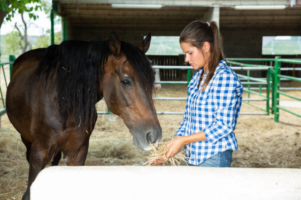 istock Young woman caring for horses 1182614163