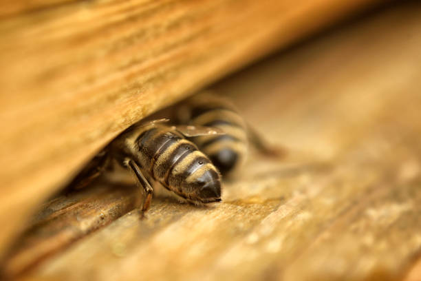 istock honey bee in front of wooden beehive 1182614189