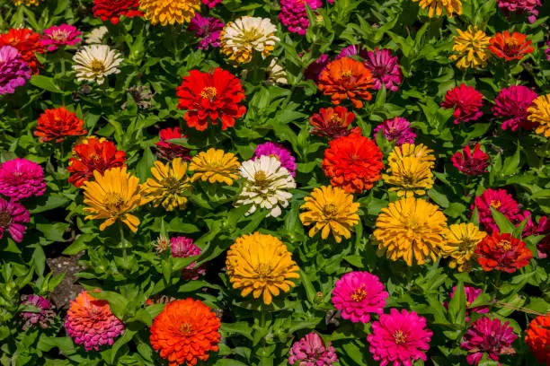 Natural background with beautiful colorful – red, pink and yellow – zinnia flowers, growing in the garden.