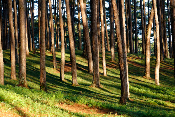 istock Beautiful pine forest in morning sunlight 1182614410