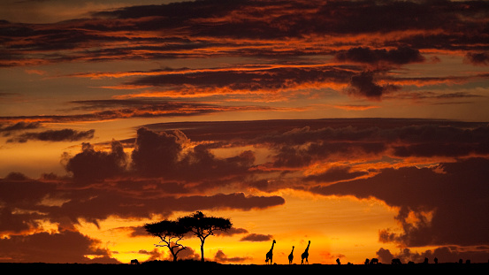 Sunset on the plain of the Serengeti savannah with the silhouette of the baobabs