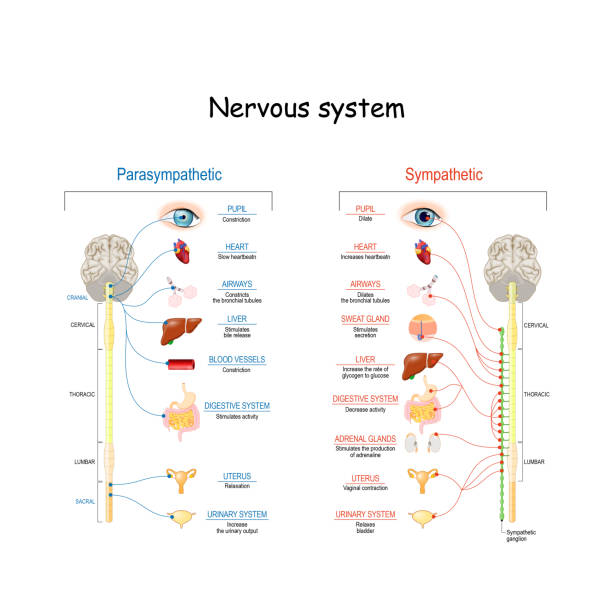 Sympathetic And Parasympathetic Nervous System Sympathetic And Parasympathetic Nervous System. Difference. diagram with connected inner organs and brain and spinal cord. Educational guide of human anatomy.  vector illustration for medical and science use human nervous system stock illustrations