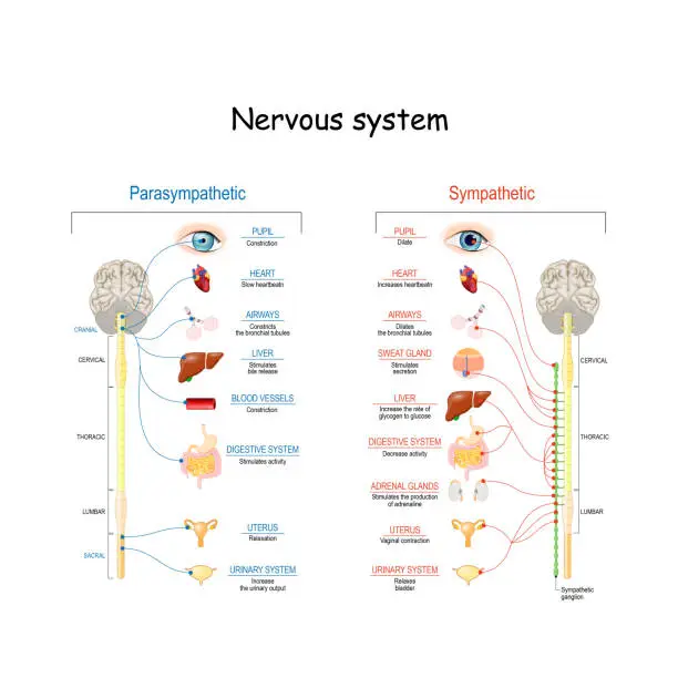 Vector illustration of Sympathetic And Parasympathetic Nervous System