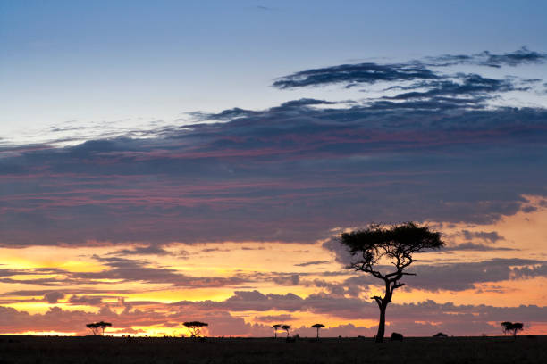 istock African sunset over the Maasai Mara, Kenya. 1182614788