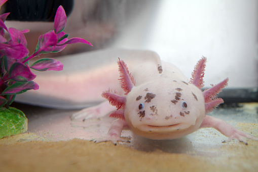 axolotl - ambystoma mexicanum - in aquarium