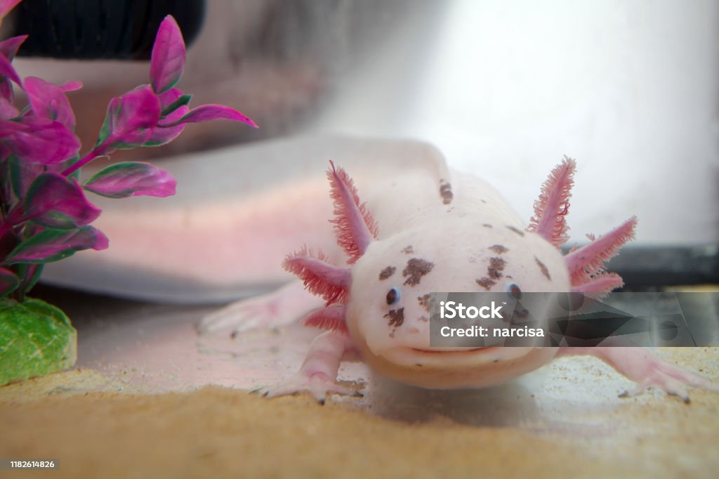 Cute axolotl closeup axolotl - ambystoma mexicanum - in aquarium Axolotl Stock Photo