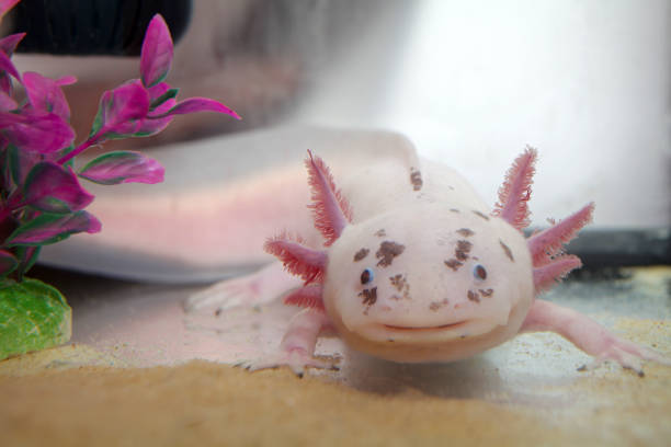 Cute axolotl closeup stock photo