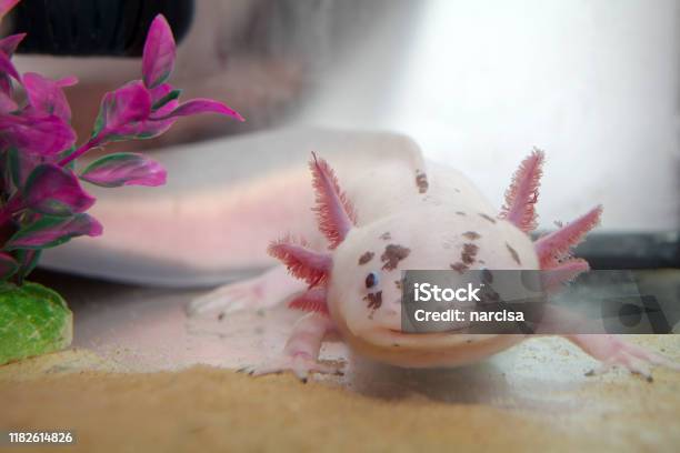 Cute Axolotl Closeup Stock Photo - Download Image Now - Axolotl, Animal, Animals In Captivity