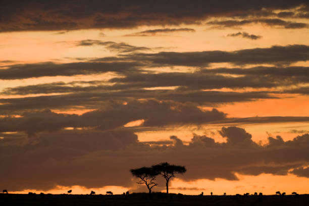 istock African sunset over the Maasai Mara, Kenya. 1182615836