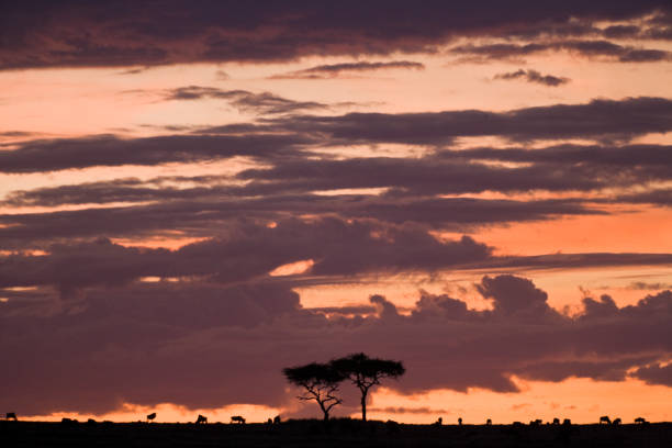 istock African sunset over the Maasai Mara, Kenya. 1182616047