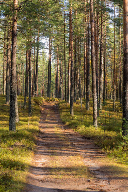 istock dirt road in a pine forest 1182617473
