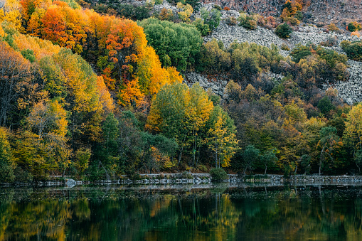 Forest and Lake in Autumn Colors