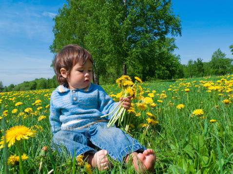 boy collecting dandelions in a field