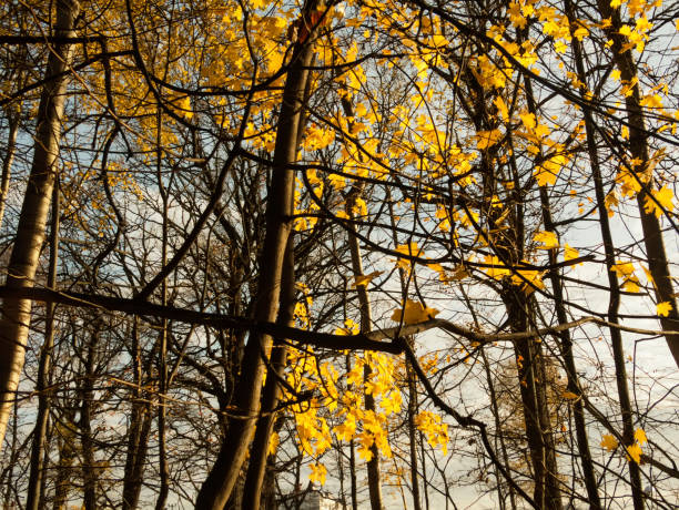 istock Sunny day in autumn Park 1182618030