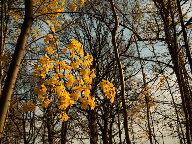 istock Sunny day in autumn Park 1182618716