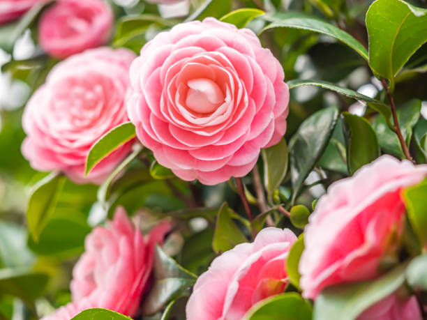 Closeup of pastel pink Camellia Japonica flowers blooming bush in the park or garden. stock photo