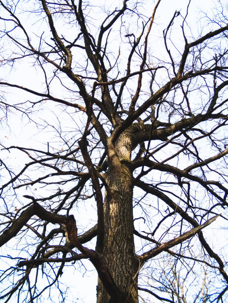 istock tree without leaves on the background of sky 1182619213