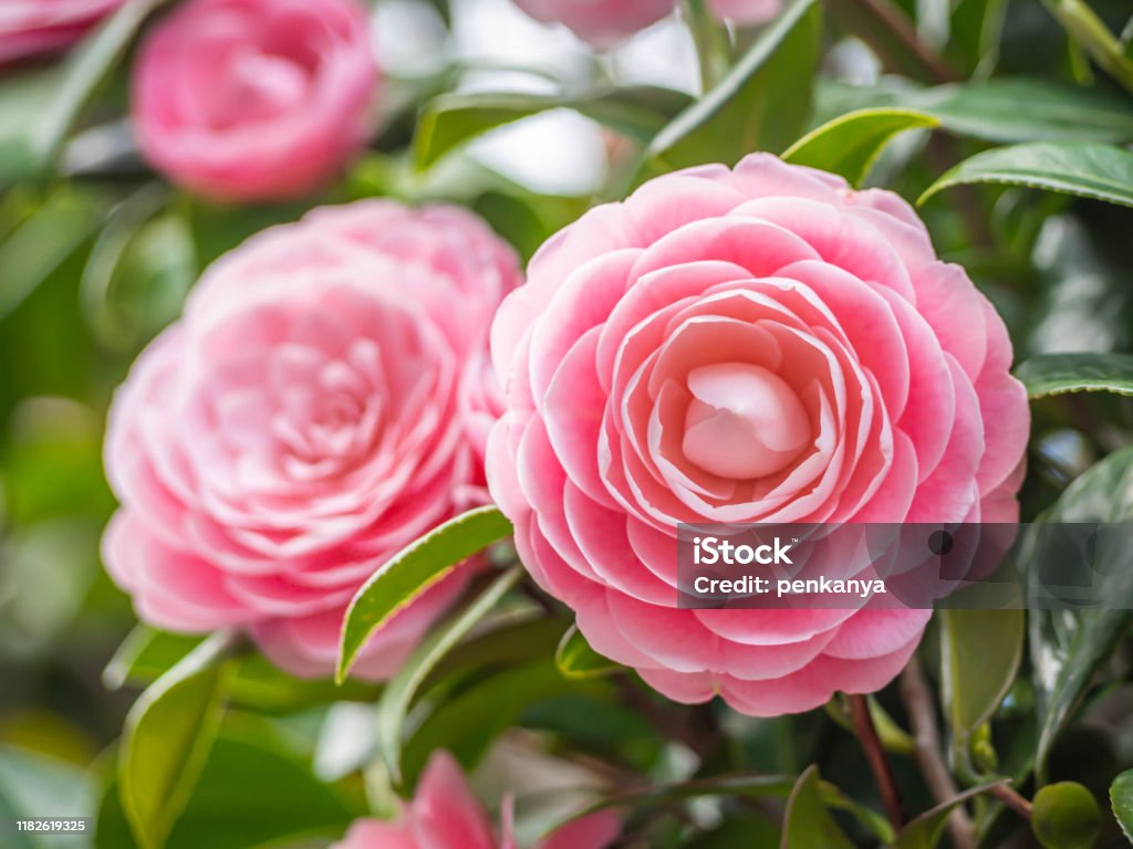 Closeup of pastel pink Camellia Japonica flowers blooming bush in the park or garden. Camellia japonica Stock Photo