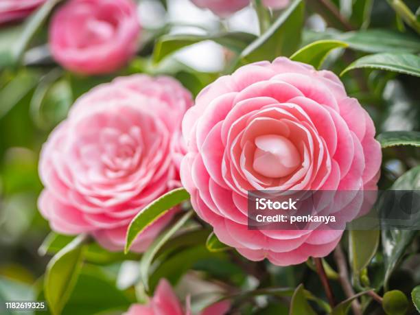 Closeup Of Pastel Pink Camellia Japonica Flowers Blooming Bush In The Park Or Garden Stock Photo - Download Image Now