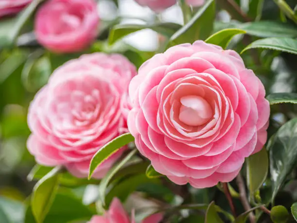 Photo of Closeup of pastel pink Camellia Japonica flowers blooming bush in the park or garden.