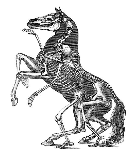 skeleton лошадей и человек в старинных гравировка - horse animal skeleton anatomy animal stock illustrations