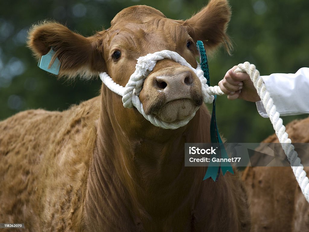 Vache à Show - Photo de Bovin domestique libre de droits