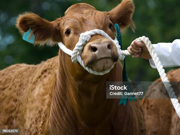 Photo libre de droit de Vache À Show banque d'images et plus d'images libres de droit de Bovin domestique - Bovin domestique, Bétail, Corde