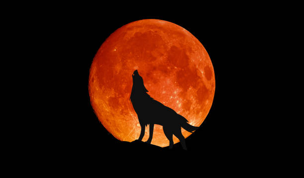 lobo aullando en la gran luna de sangre llena - aullido fotografías e imágenes de stock