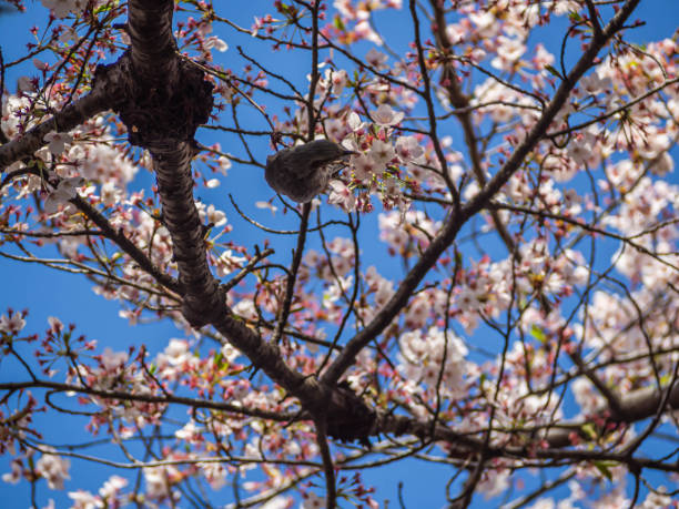 istock Abstract nature background. Perching bird and sakura flower blooming with blue sky in cherry blossom season. 1182620809