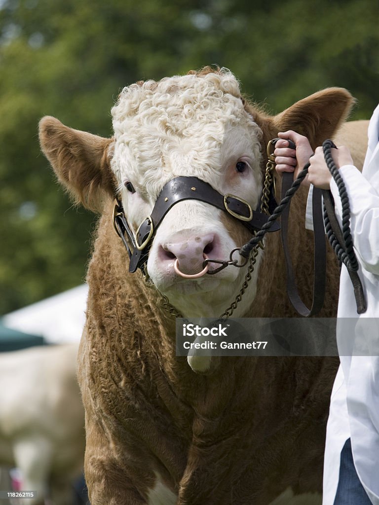Vaca na agricultura show - Foto de stock de Animal royalty-free