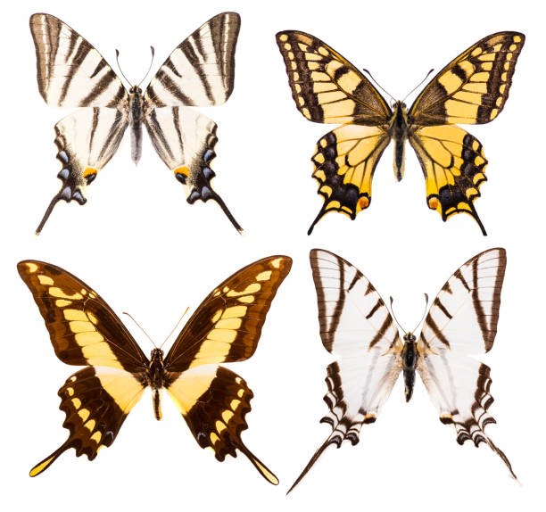набор из четырех бабочек ласточкиный хвост изолированы - scarce swallowtail стоковые фото и изображения