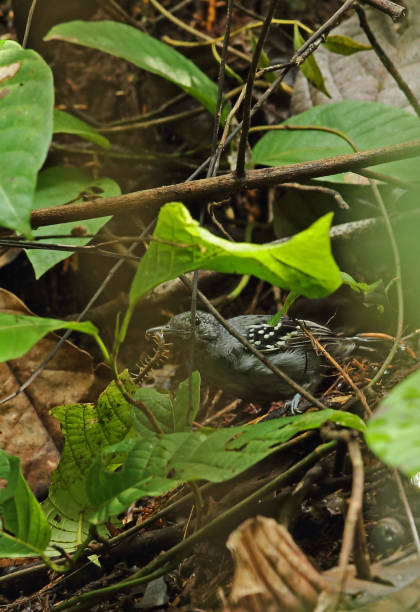 istock Western Slaty Antshrike 1182622570