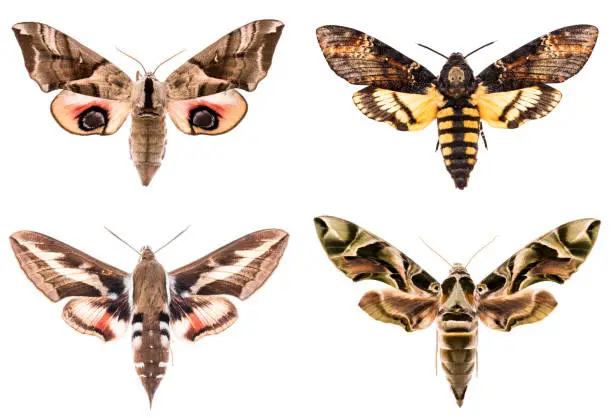 Set of four Sphingidae hawk-moths night moths - Smerinthus ocellatus, Daphnis neri, Hyles gallii, Acherontia atropos isolated on white