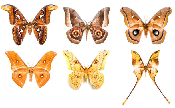 Butterflies collection isolated in white background