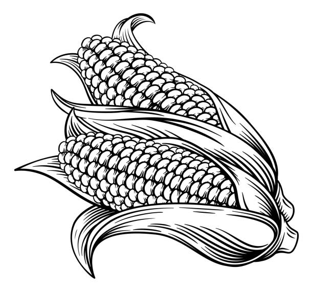 illustrazioni stock, clip art, cartoni animati e icone di tendenza di sweet corn ear maize woodcut etching illustrazione - ink antique old fashioned clip art