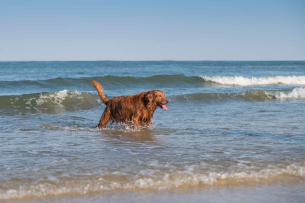 istock Golden Retriever playing at the beach 1182623243