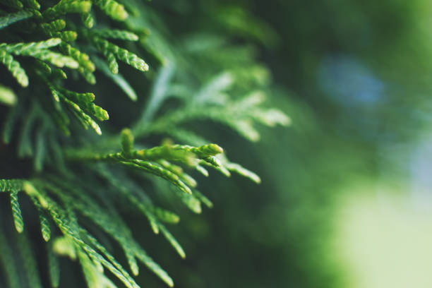 istock a thuja close up. thuja branch background 1182623802