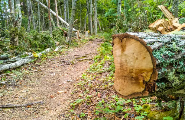 Mechanically cut tree in a woodland