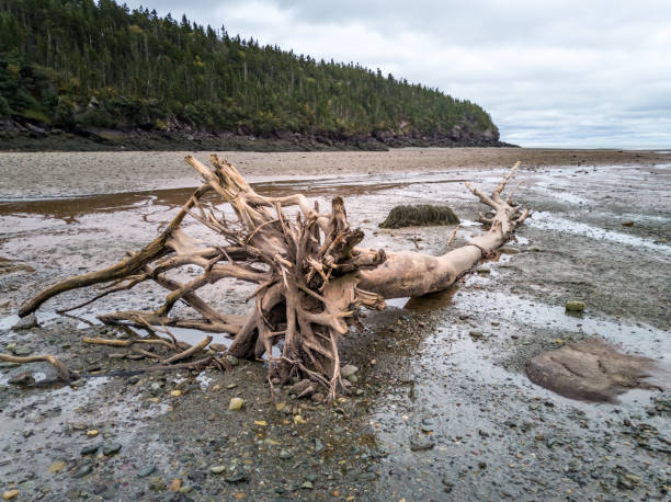 istock Old Tree at Low Tide at Wolfe Point in New Brunswick, Canada 1182625517
