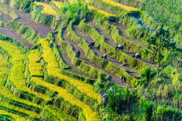 Mai Chau, Vietnam - May, 02, 2024: Female farmer at Chai Chau Valley harvesting rice from the field. Rice fields are very common in Vietnam, dating thousands of years, being growth across the country.